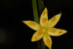 Fringed yellow star-grass